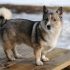 FAQs about Full Grown Pomsky Puppy