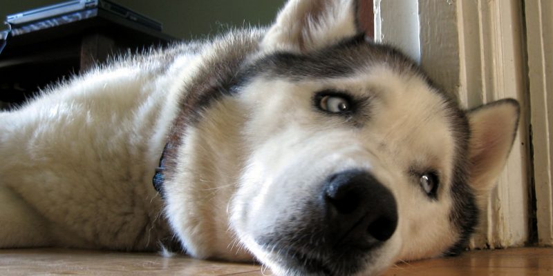 Bathing the Pomsky at different ages