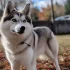 Crystal Pomsky Puppies: Your Guide to the Most Adorable and Affectionate Pomskies