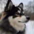 Potty Training a Pomsky: Tips and Tricks for Success