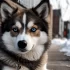 Petit Pomsky: The Adorable Miniature Version of a Pomsky