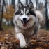 Perfect Pomsky Puppies: Tips for Finding the Ideal Companion