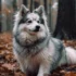 Raising a Pomsky: Tips for Training and Socialization