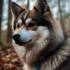 Discover the Best Pomskies in Colorado: Top Breeders and Tips for Choosing Your Perfect Companion